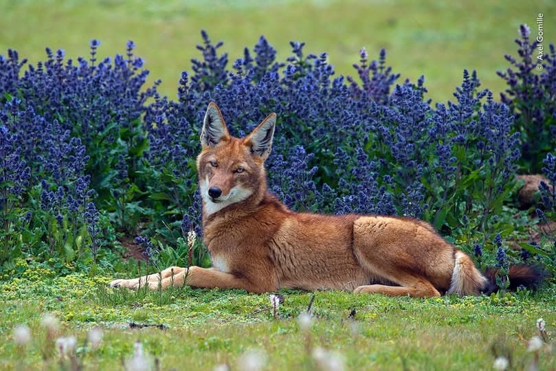 Wildlife